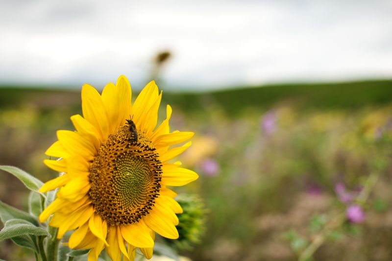 Blumenwiese